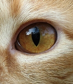 A cat's iris which is amber colored.