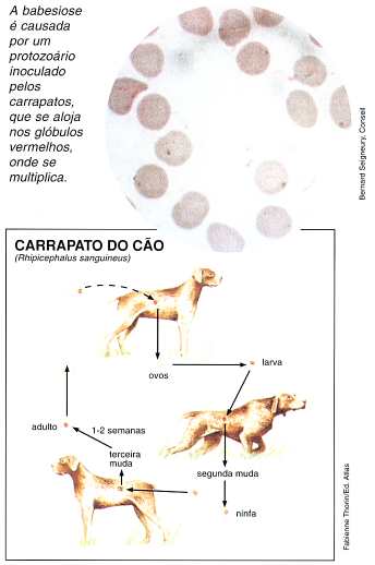 babesia.jpg (18671 bytes)