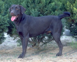 Labrador