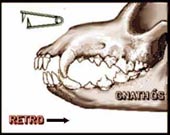 denti.jpg (13302 bytes)
