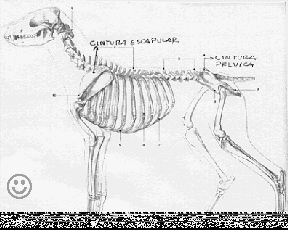 Cães e o Exercício