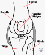 Diagram of a knee