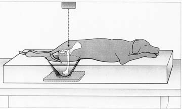 Hip Dysplasia