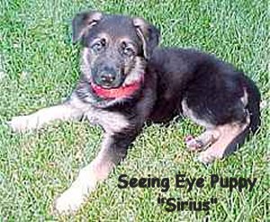 German Shepherd puppy, Sirius,
named in memory of PAPD K-9 Sirius